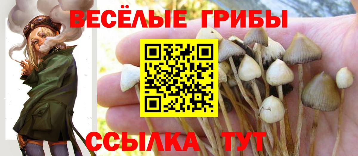 где можно купить   Вход с VPN  Сафоново  Галлюциногенные грибы мицелий  Галлюциногенные грибы Psilocybe 